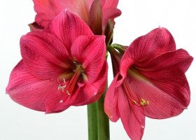 hippeastrum Hercules (1)